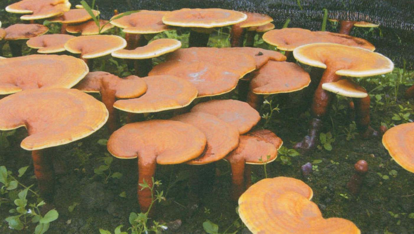 Ganoderma lucidum (Leyss. Fr. ) Karst.